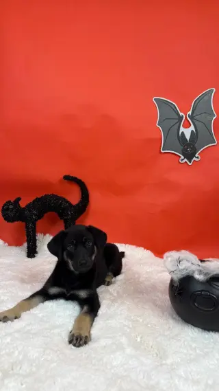 Jinx