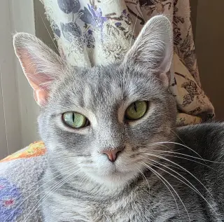 Bandit