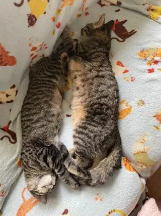 Morris / Mavis