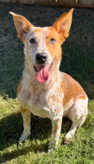 Ares