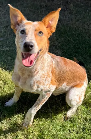 Ares