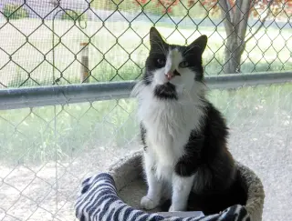 Pedro