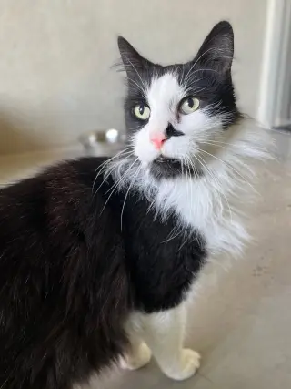 Pedro