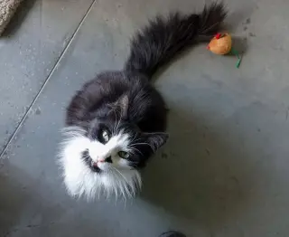 Pedro