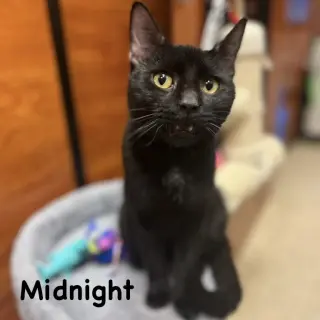 Midnight
