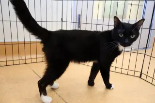 Gato