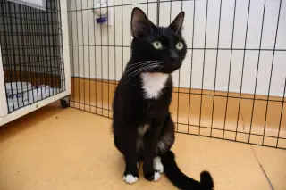 Gato