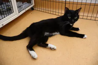 Gato