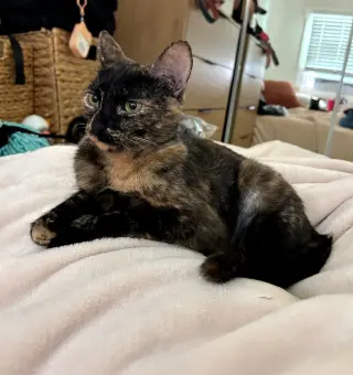 Savanah