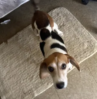 Beatrice-ADOPTED 9/30/26