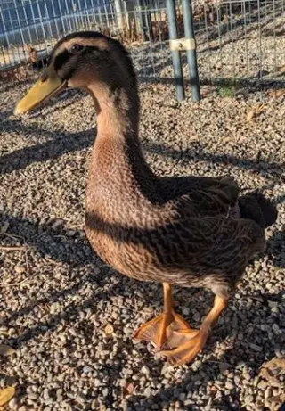 SVEN