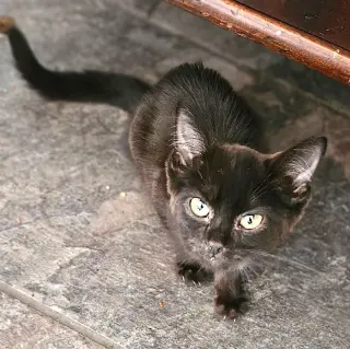 Hershey