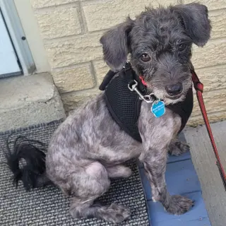 Ralphie