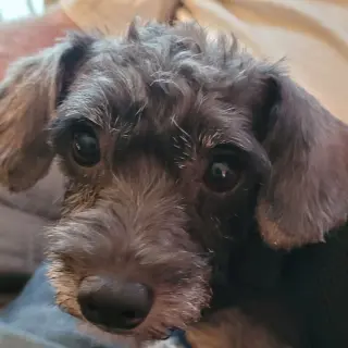 Ralphie