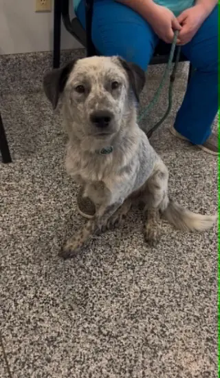 Ash
