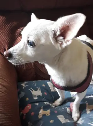Lizzy - sweet, sweet senior