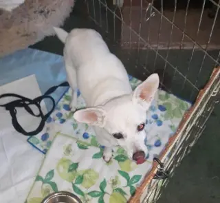 Lizzy - sweet, sweet senior