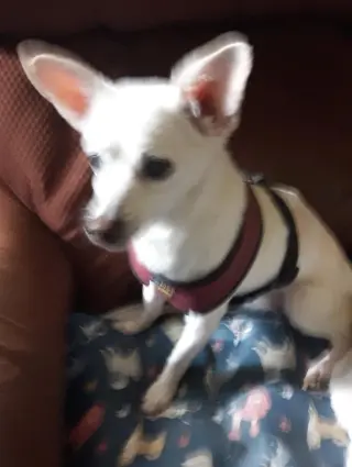 Lizzy - sweet, sweet senior