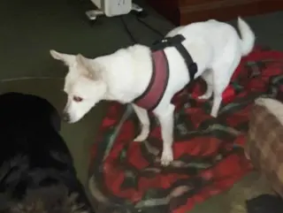 Lizzy - sweet, sweet senior