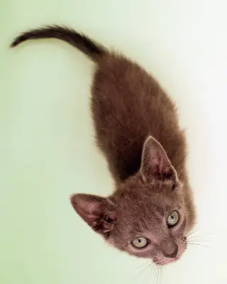 Soot
