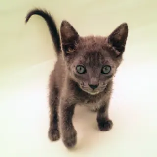 Soot