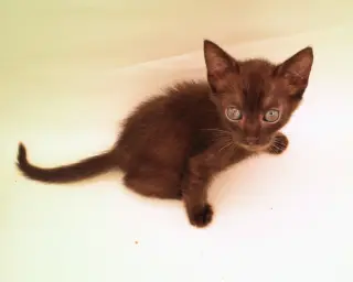 Ember