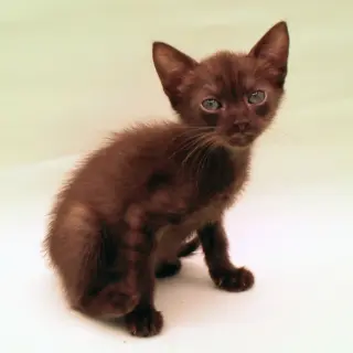 Ember