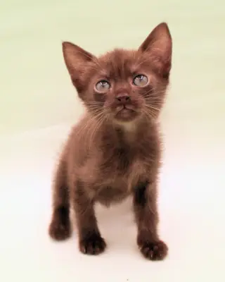 Ember