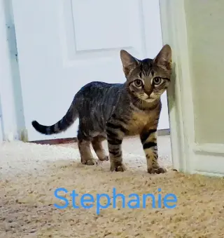 Stephanie