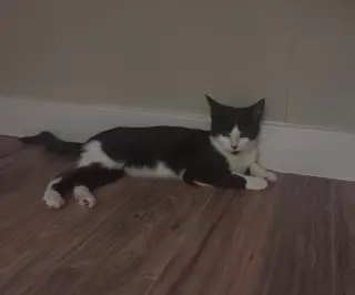 Scoot