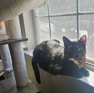 Lila