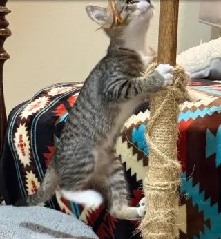 Birdie
