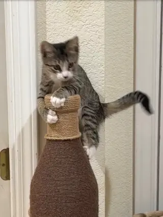 Birdie
