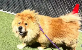 Mufasa