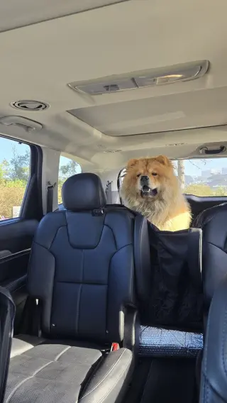 Mufasa