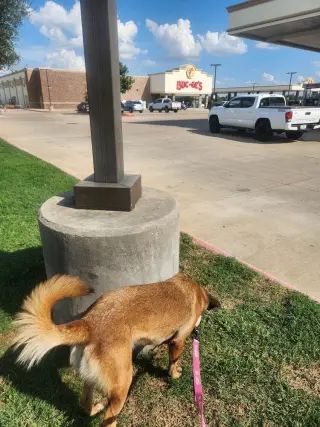 Blossom- Located in Texas