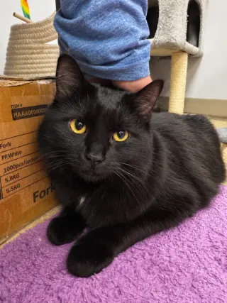 Mochi (aka Copernicus)