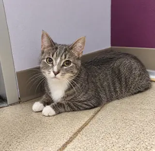 Rocky