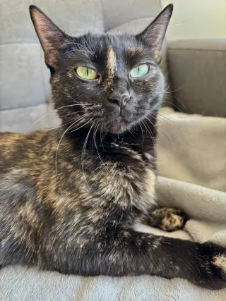 Tuna / Minnow