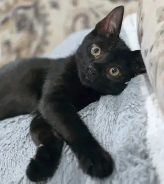 Panther