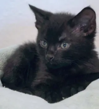 Panther