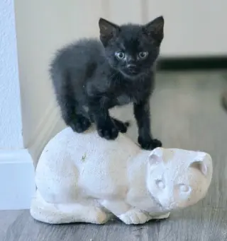Panther