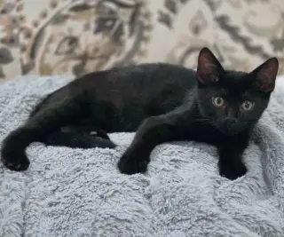 Panther