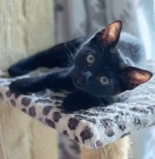 Panther