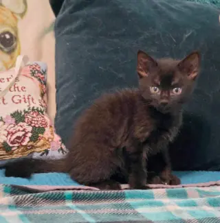 Panther