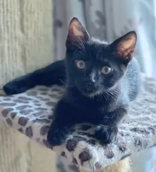 Panther