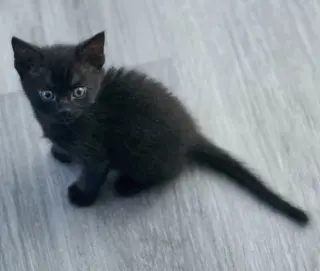 Panther