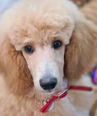 Princess Buttercup