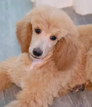 Princess Buttercup