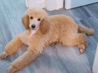 Princess Buttercup